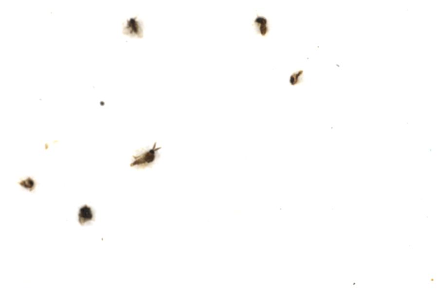 Image 37